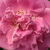 Rose - Rosiers floribunda - Diósgyőr